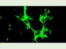 Good CitH3 Antibody From Abcam