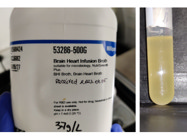 A Rich Culture Media (BHI) to Grow Bacteria From Merck