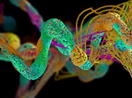 Learn the Pros and Cons of 4 Methods to Assess the Thermal Stability of your Therapeutic Proteins
