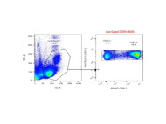Anti-Mouse CD90.2 Flow Cytometry Antibody From BD Biosciences