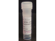 Mouse APRIL From Adipogen Life Sciences for B Cell Proliferation