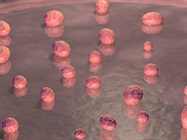 3D Imaging of Organoid Cultures