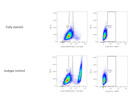 Antibody From Invitrogen With Clear Signal But Was Average With My Cell Line
