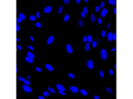 Foolproof Nuclear Stain From Thermo Fisher
