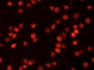 A Well Validated BRN3A Antibody From Abcam for Retinal Ganglion Cells