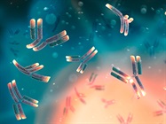 Therapeutic mAb Engineering Considerations