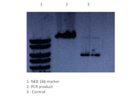 Efficient High-fidelity DNA Polymerase From Invitrogen for Site-Directed Mutagenesis