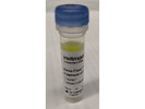 Excellent Secondary Antibody From Invitrogen for IF