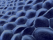 Isolation, Culture, and Preservation of Primary Cells
