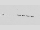 Highly Recommended Antibody From Cell Signaling for Western Blot