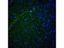 Great Anti-Albumin Antibody From Abcam for Rat Samples