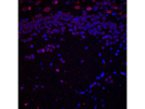 Lamin B1 From Abcam for Rat Samples