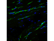 Isolectin B4 From Vector Laboratories to Easily Stain the Endothelium