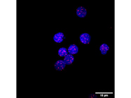 PNA Probe (Cy3) for FISH Staining From Panagene