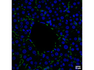 VE-Cadherin Antibody From R&D Systems is Ideal for Rat Samples