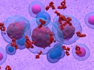 Infographic: Introduction to Antibody Engineering