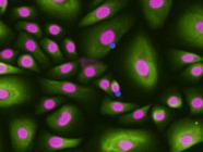 ATCC Primary Cells to advance your research and drug discovery