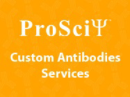Custom Rabbit Monoclonal Antibody Services