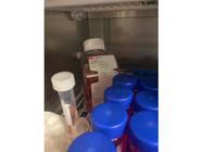 Opti-MEM (1X) Works as a Good Media for Cells