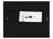Great Staining Solution From Thermo Fisher for Seeing Membrane Proteins on Western Blot