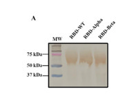 Great Anti-Histidine Tag Antibody From Millipore Sigma for Western Blot