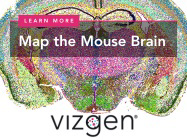 Distinguish the molecular and cellular heterogeneity of the mouse brain
