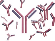 Advantages and Applications of Recombinant Antibodies