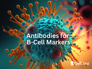 Study B-cell markers with OriGene antibodies