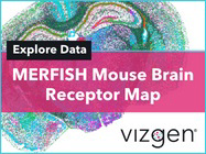 MERFISH Mouse Brain Receptor Map Data Release