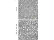 Brilliant IL-1beta Cytokine From BioLegend