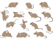 Humanized Mouse Models for Cell and Gene Therapy Development