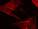 A Specific Alpha SMA Antibody From Thermo Fisher Scientific