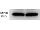 Great GAPDH Antibody From ThermoFisher Scientific for Western Blot