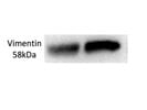 Vimentin Antibody from Thermo Fisher Scientific for Western Blot