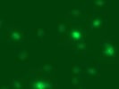 Rabbit Anti-Ki67 Antibody From Abcam is Average