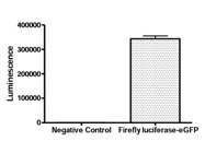 Firefly Luciferase-eGFP Lentivirus (G418)-79980-G
