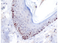 Excellent Antibody From Agilent for Canine Tissues