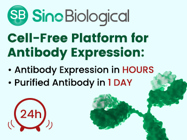 Cell-Free platform for Antibody Expression