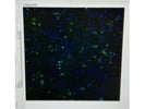 Great Conjugated Primary Antibody for Flavivirus Detection From Novus