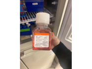 Cell Dissociation Works With Accutase From Corning Better Than With Trypsin
