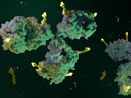 How to mitigate risk during ADC development with multi-parameter stability characterization