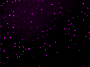 Efficient Labelled Primary Ki-67 Antibody for Assessing Cell Proliferation