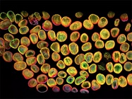 Cutting-Edge Innovations in Fluorescence Microscopy Illuminate the Way Forward