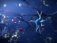 Battle in the Brain - the two Sides of Neuroinflammation