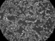 HEK293 Suspension Cell Culture Using the BioFlo® 320 Bioprocess Controller with BioBLU® 3c Single-Use Bioreactors