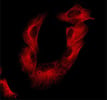 Alexa 594-conjugated Anti-mouse Antibody for Bright Fluorescence Detection