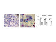 COX10 Probe From ACD Bio for BaseScope in Mouse Samples