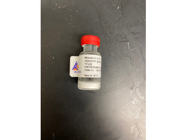 Reliable Recombinant Protein Optimized for Use in Various Applications