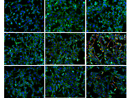 DAPI Staining for Confocal Microscopy