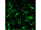 Anti-GFAP Chicken Primary Antibody From Aves Labs